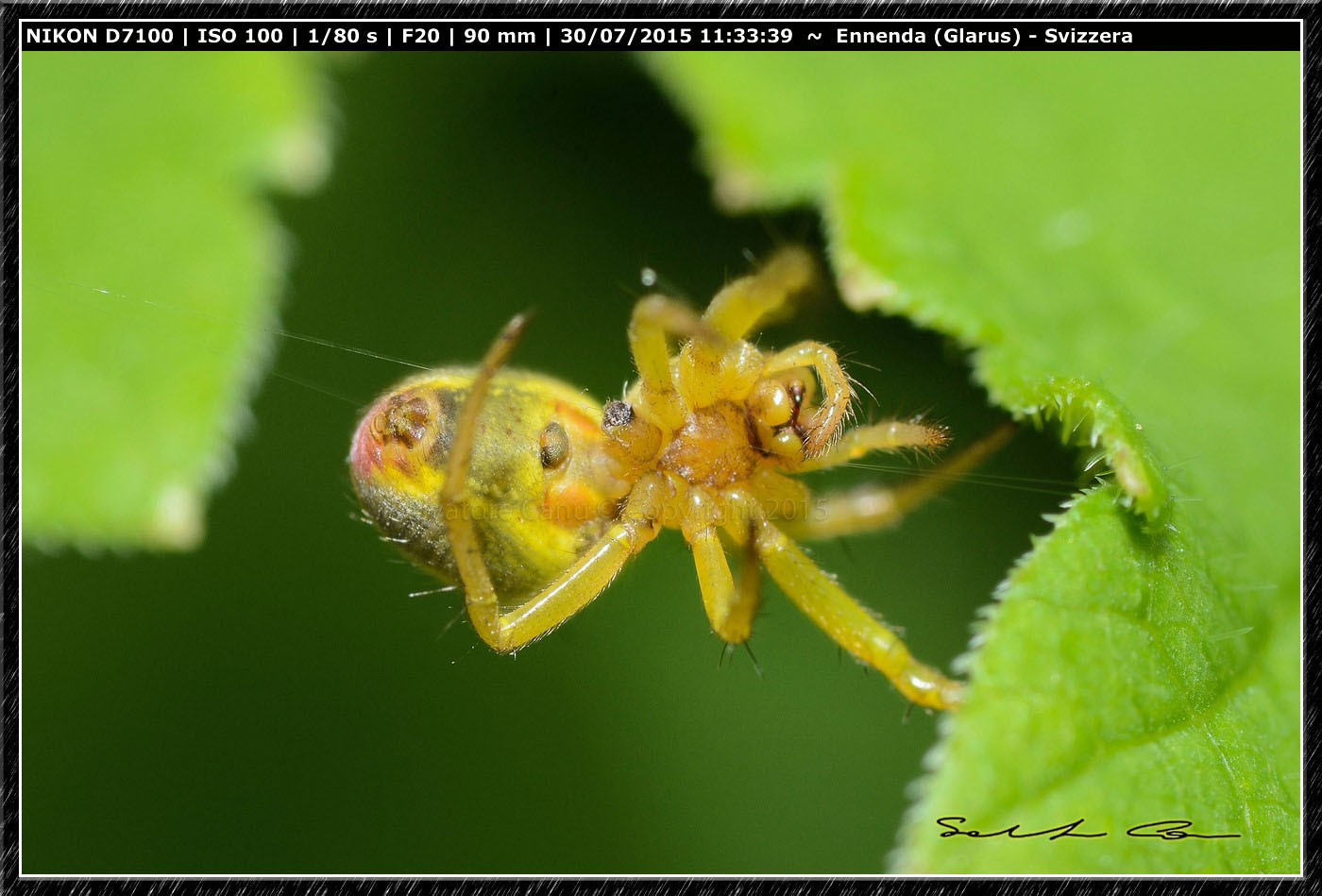 Riassettando la tela...Araniella sp. - Enneda (SVizzera)